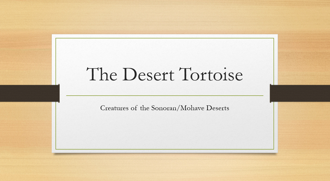 tortoise