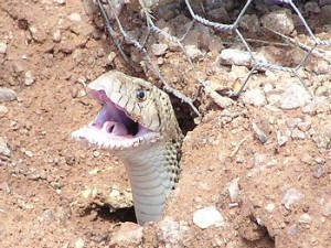 snake