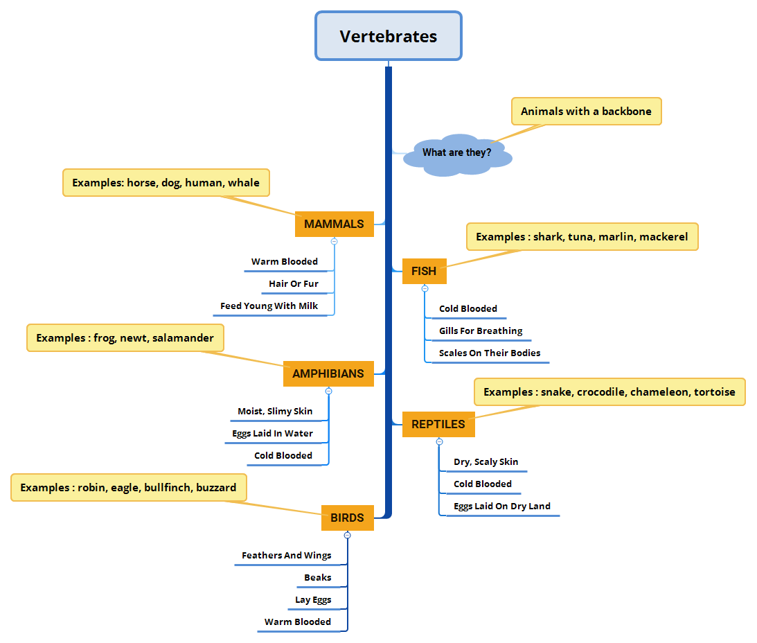 Vertebrates Mind Map
